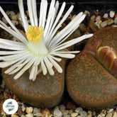Lithops lesliei v Albiflora (C005A) / Living stones / 40 seeds